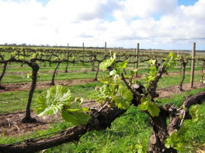 Vineyard in Sunbury region