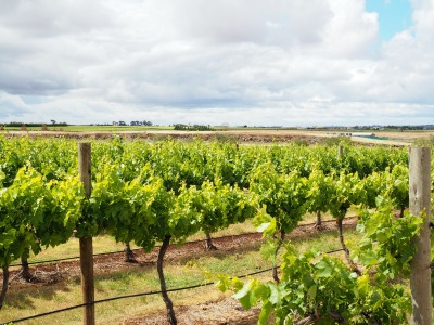 vineyard, victoria, australia, sunbury