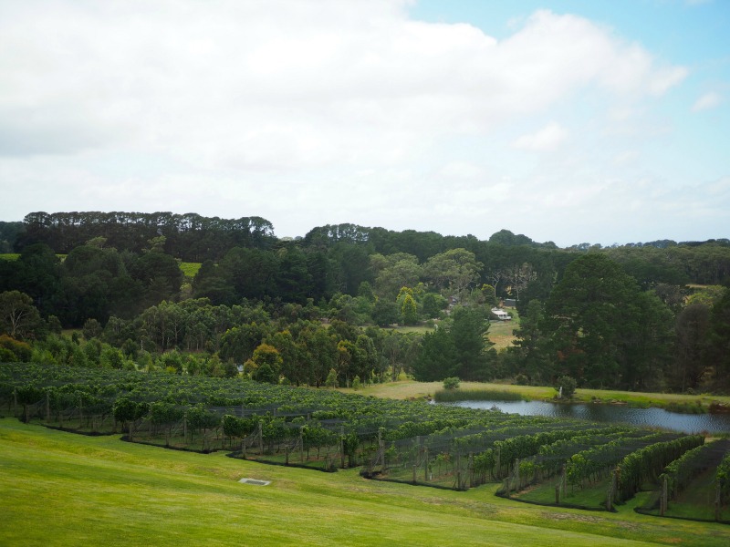 port phillip estate, kooyong, vineyard, mornington peninsula, view, cellar door