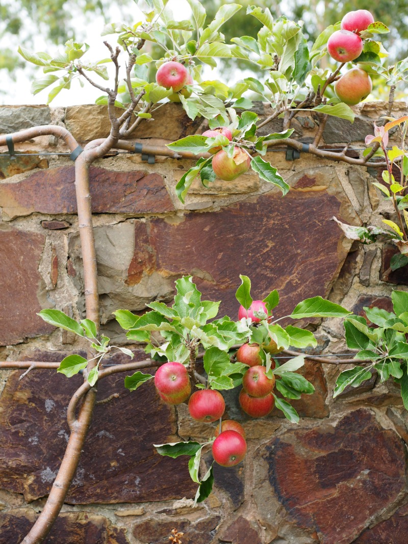 ocean eight, winery, gardens, apples, apple hedge, mornington peninsiula
