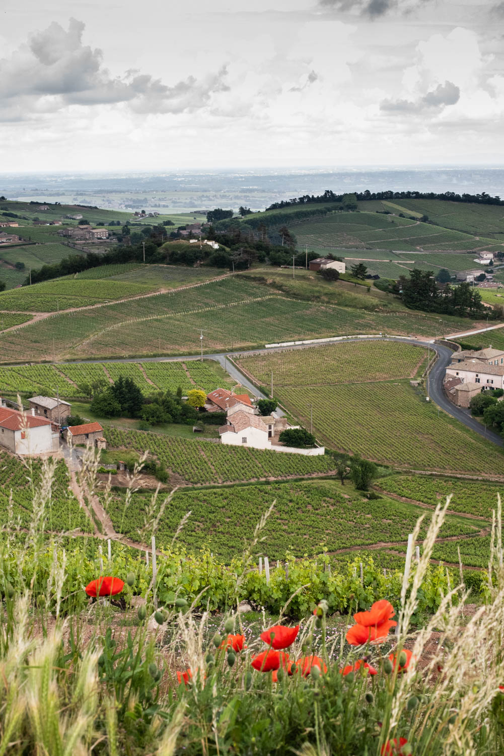 Image from the top of a hill with poppies in foreground and vineyards of Beaujolais in background